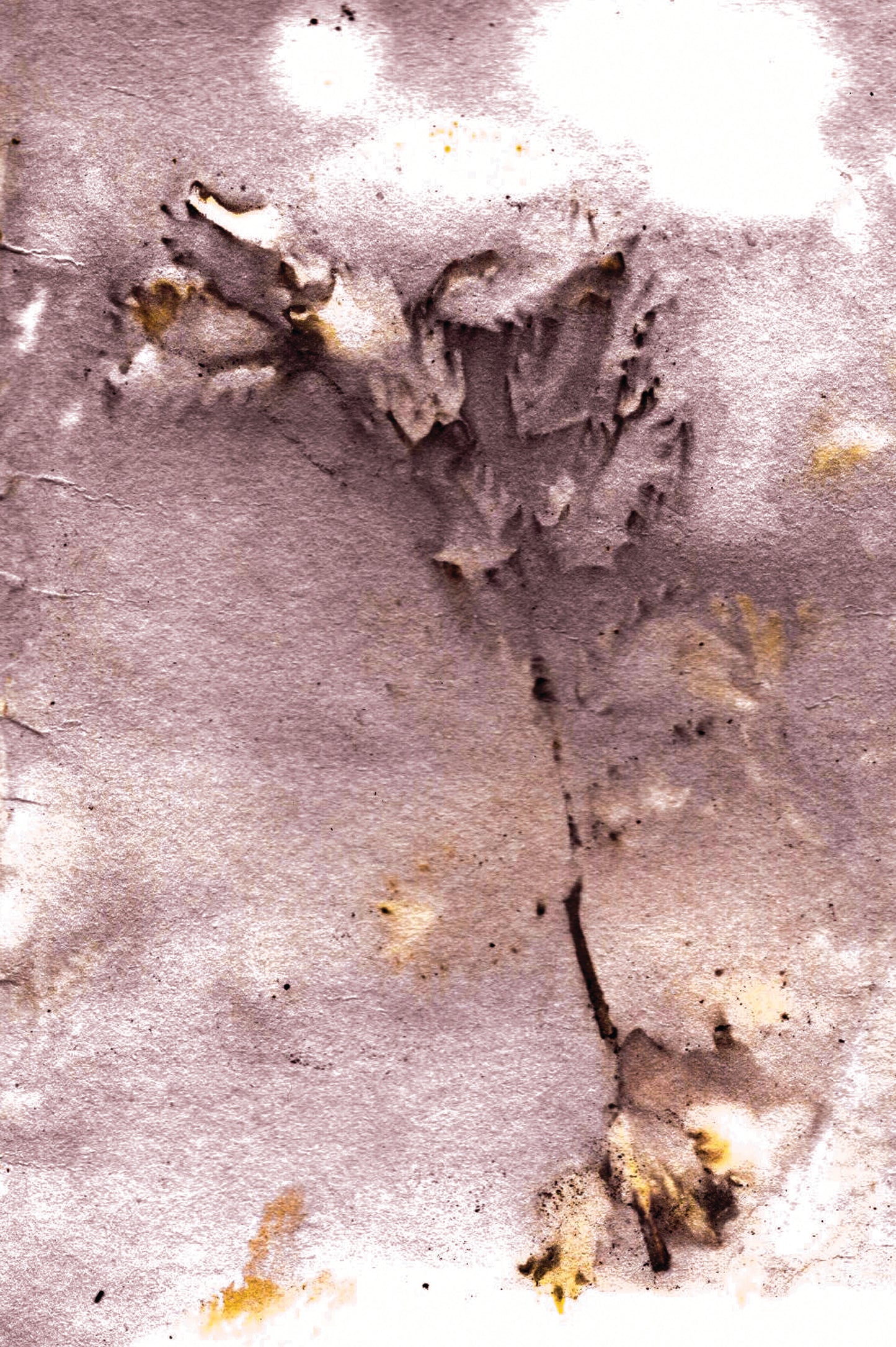 Ecoprint | Wiesenknopf