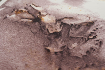 Ecoprint | Wiesenknopf